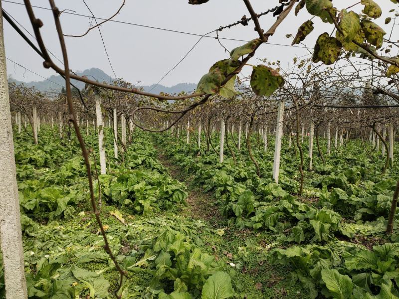 四川本地特早熟儿菜上市，大量供应，需要的可以联系，