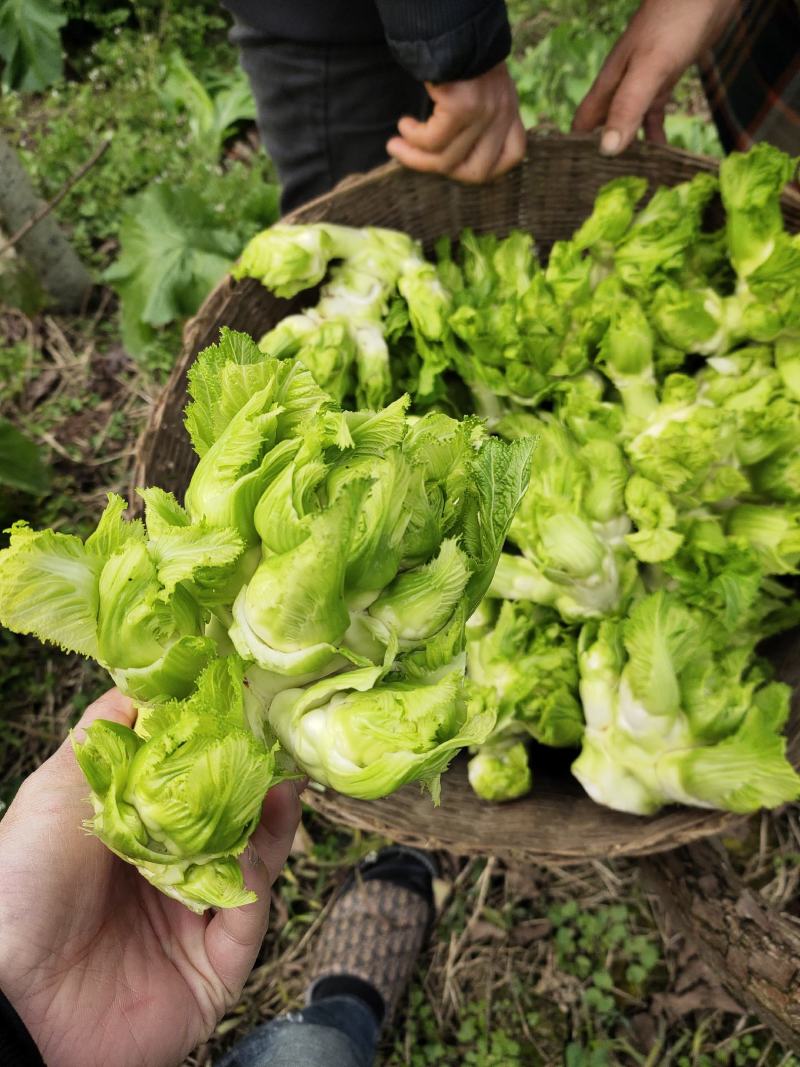 四川本地特早熟儿菜上市，大量供应，需要的可以联系，
