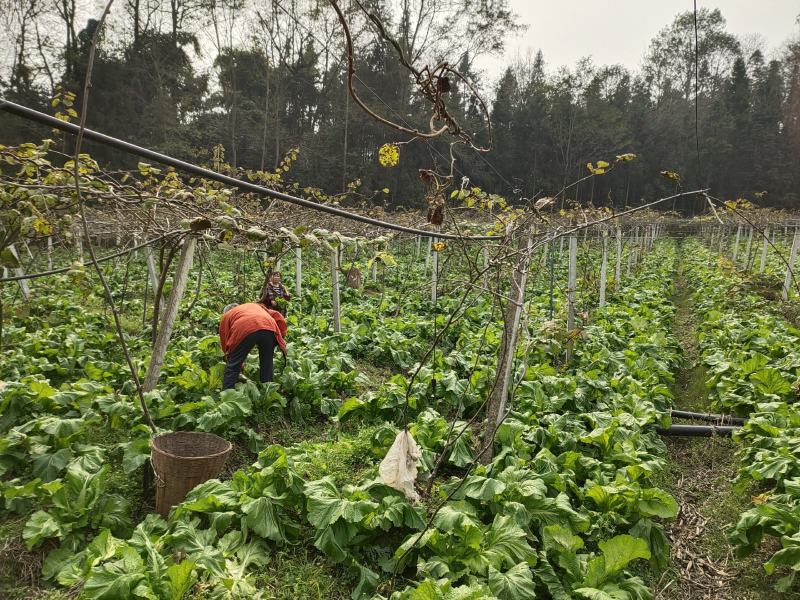 四川本地特早熟儿菜上市，大量供应，需要的可以联系，