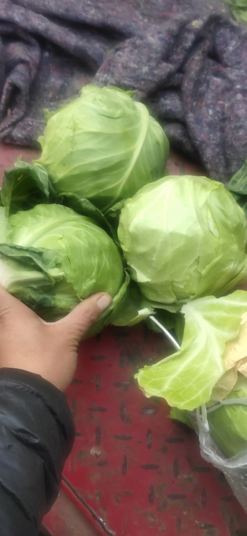 代卖，代卖，湖北斯特丹甘蓝到邯郸市场了，