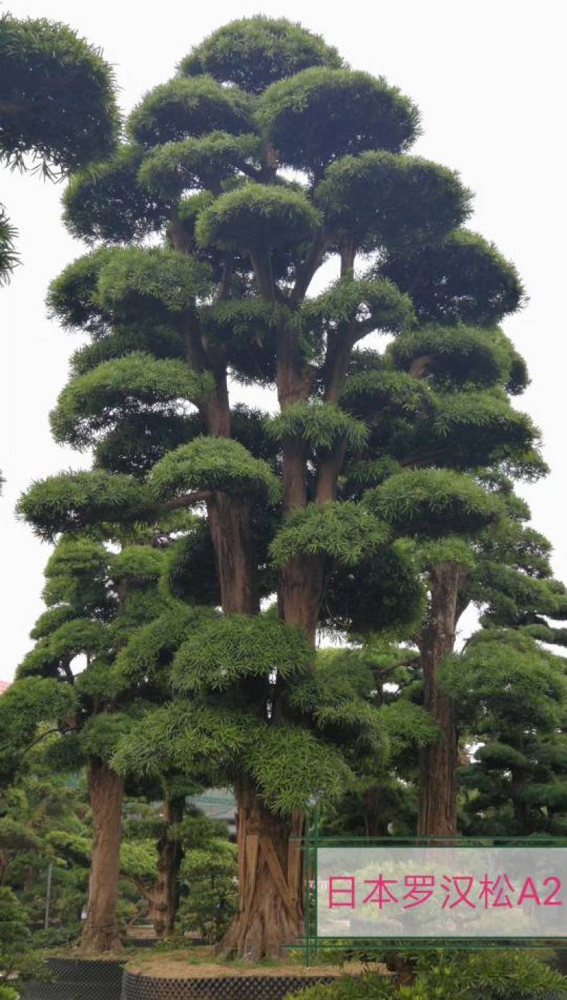日本造型罗汉松，广东基地支持上门挑货