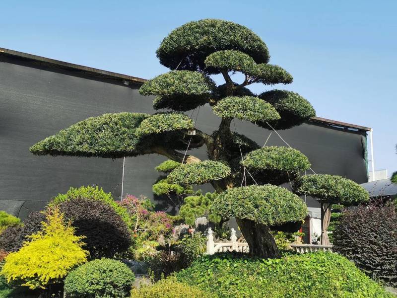 日本造型罗汉松，广东基地支持上门挑货