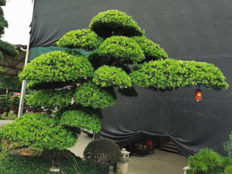 日本造型罗汉松，广东基地支持上门挑货