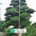 日本造型罗汉松，广东基地支持上门挑货