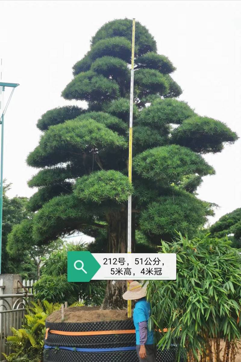 日本造型罗汉松，广东基地支持上门挑货