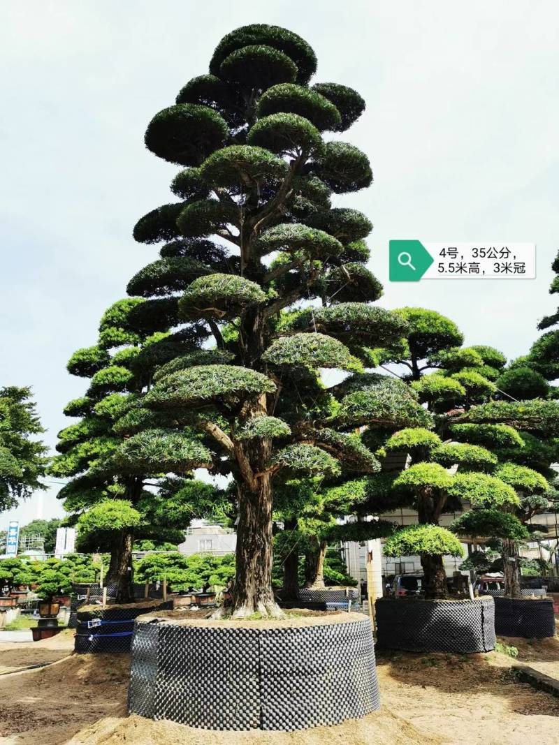 日本造型罗汉松，广东基地支持上门挑货