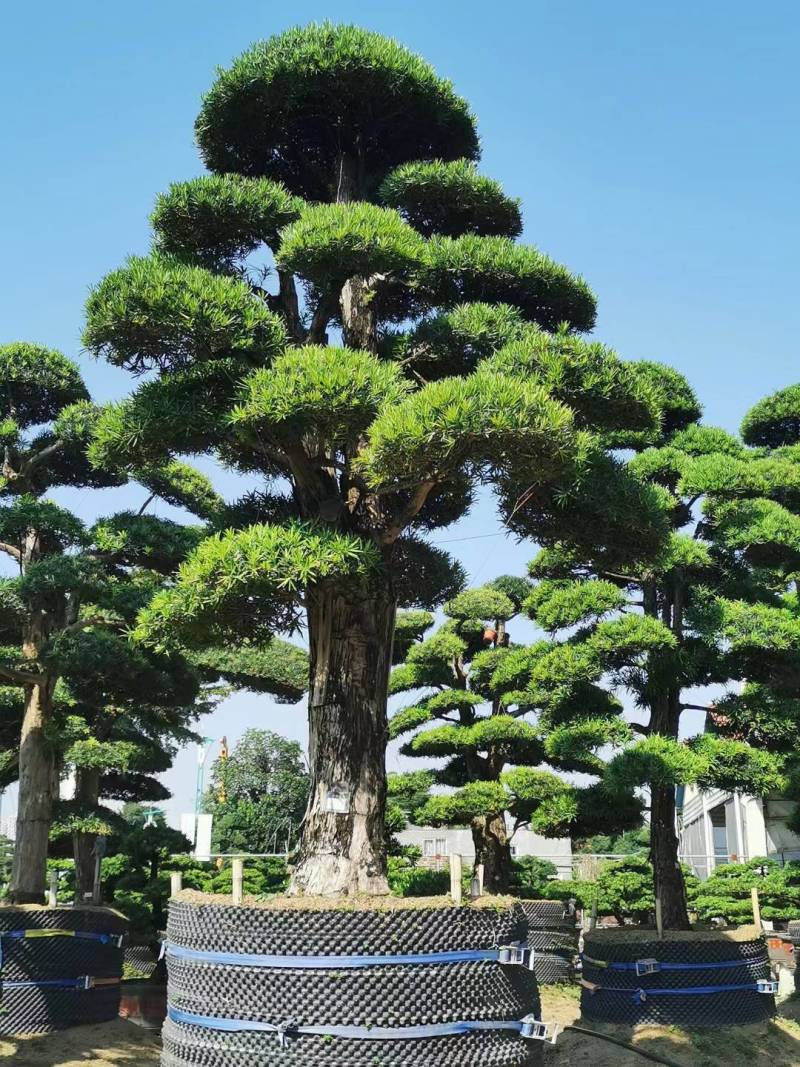 日本造型罗汉松，广东基地支持上门挑货