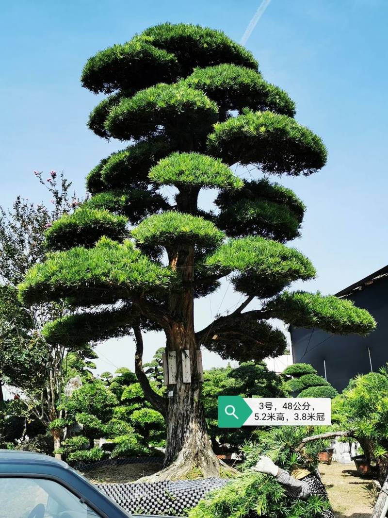 日本造型罗汉松，广东基地支持上门挑货