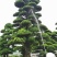 日本造型罗汉松，广东基地支持上门挑货