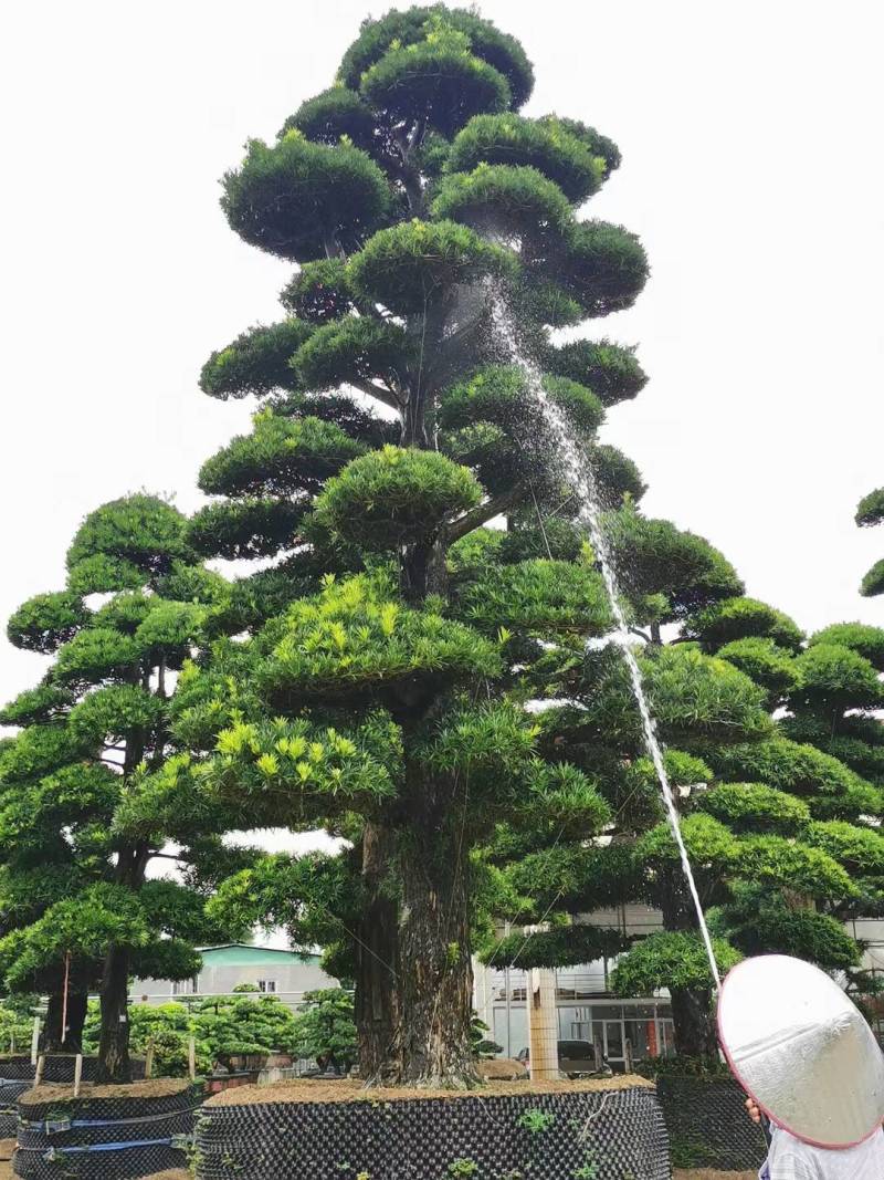 日本造型罗汉松，广东基地支持上门挑货