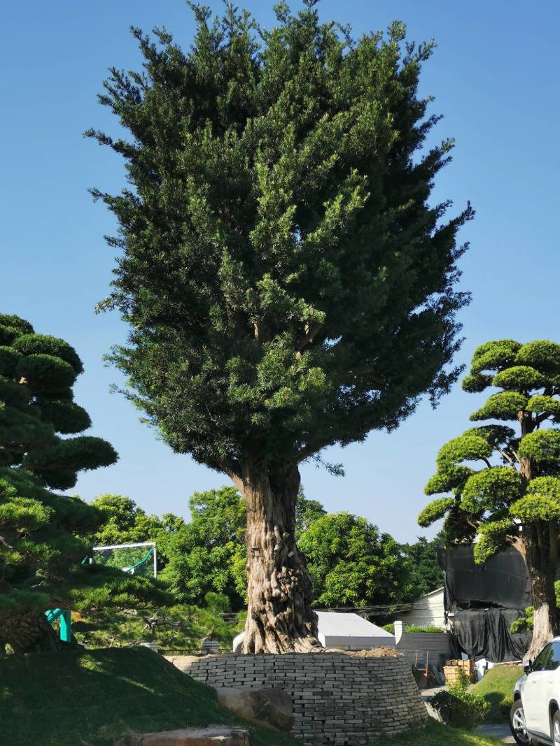 日本造型罗汉松，广东基地支持上门挑货