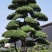 日本造型罗汉松，广东基地支持上门挑货