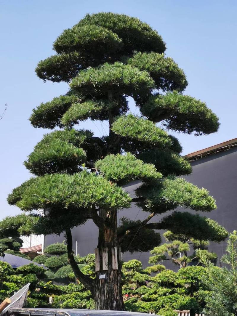 日本造型罗汉松，广东基地支持上门挑货