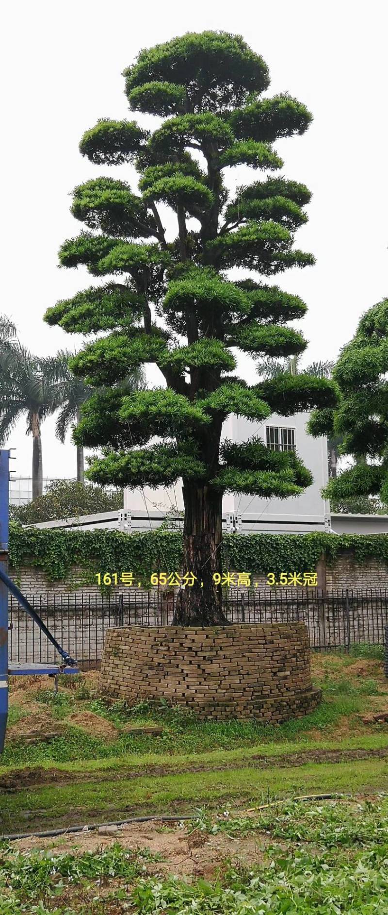 日本造型罗汉松，广东基地支持上门挑货