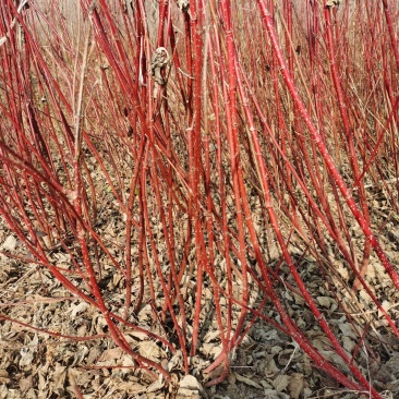 红瑞木江苏沭阳基地直发无中间商有需要的联系我