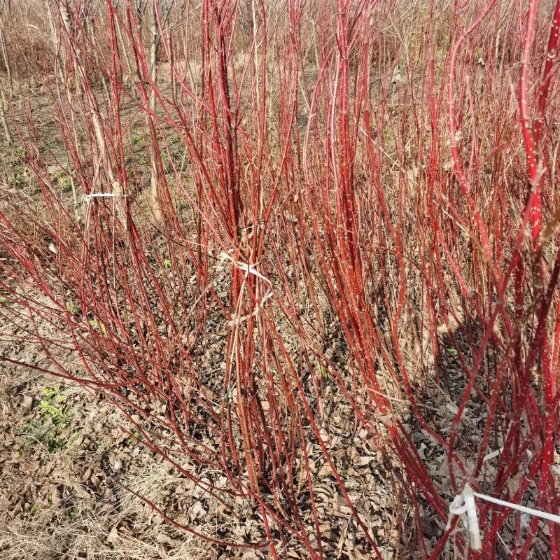 红瑞木江苏沭阳基地直发无中间商有需要的联系我