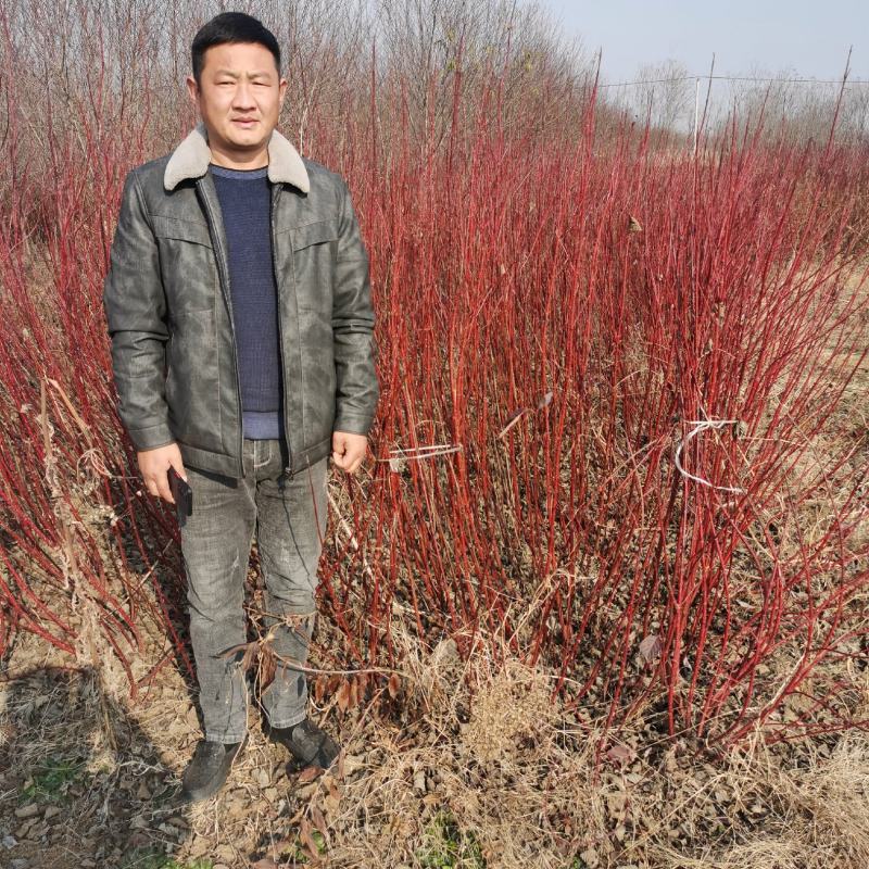 红瑞木江苏沭阳基地直发无中间商有需要的联系我
