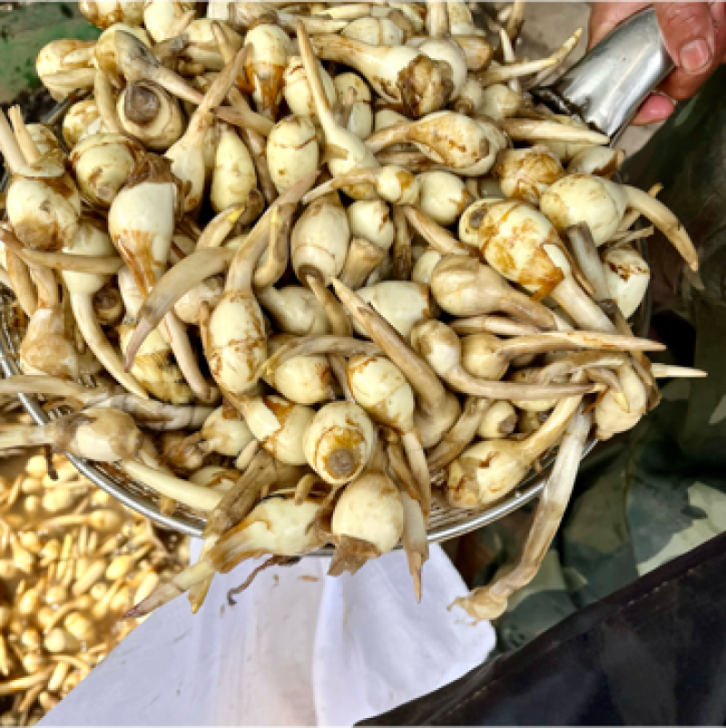大小均匀，颜色白亮，小慈菇称之为小花生米，全国发货，