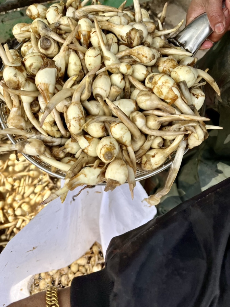 大小均匀，颜色白亮，小慈菇称之为小花生米，全国发货，