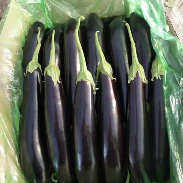 辽宁紫茄子条黑量大颜色亮价格低量大价优保质保量
