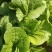 优质油菜四川油菜青菜产地直供货源充足品质优良欢迎选购