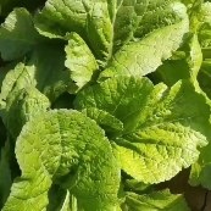 优质油菜四川油菜青菜产地直供货源充足品质优良欢迎选购