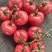 蔬菜基地：大量供应超市电商平台西红柿，粉红西红柿大量上市
