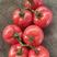 蔬菜基地：大量供应超市电商平台西红柿，粉红西红柿大量上市
