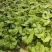优质油菜四川油菜青菜产地直供货源充足品质优良欢迎选购