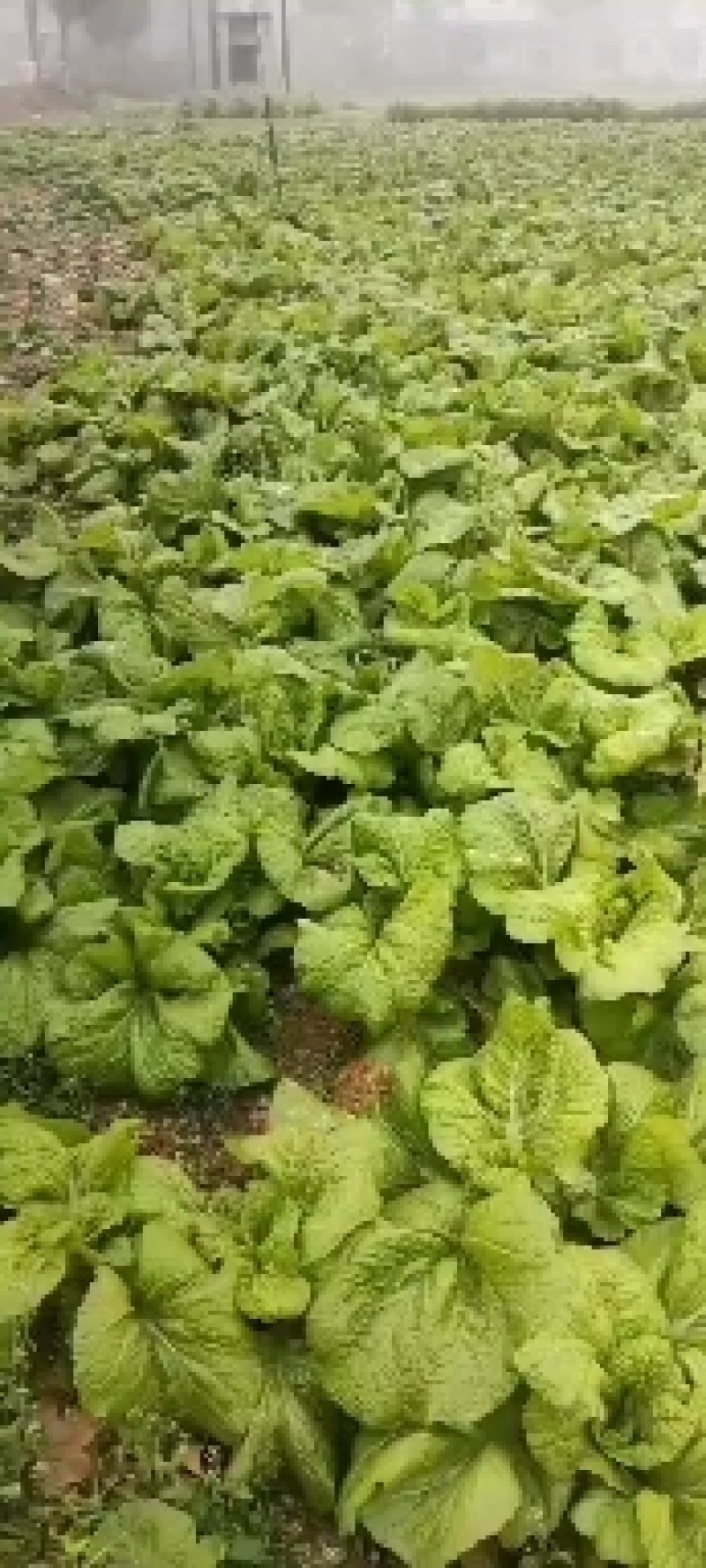 优质油菜四川油菜青菜产地直供货源充足品质优良欢迎选购