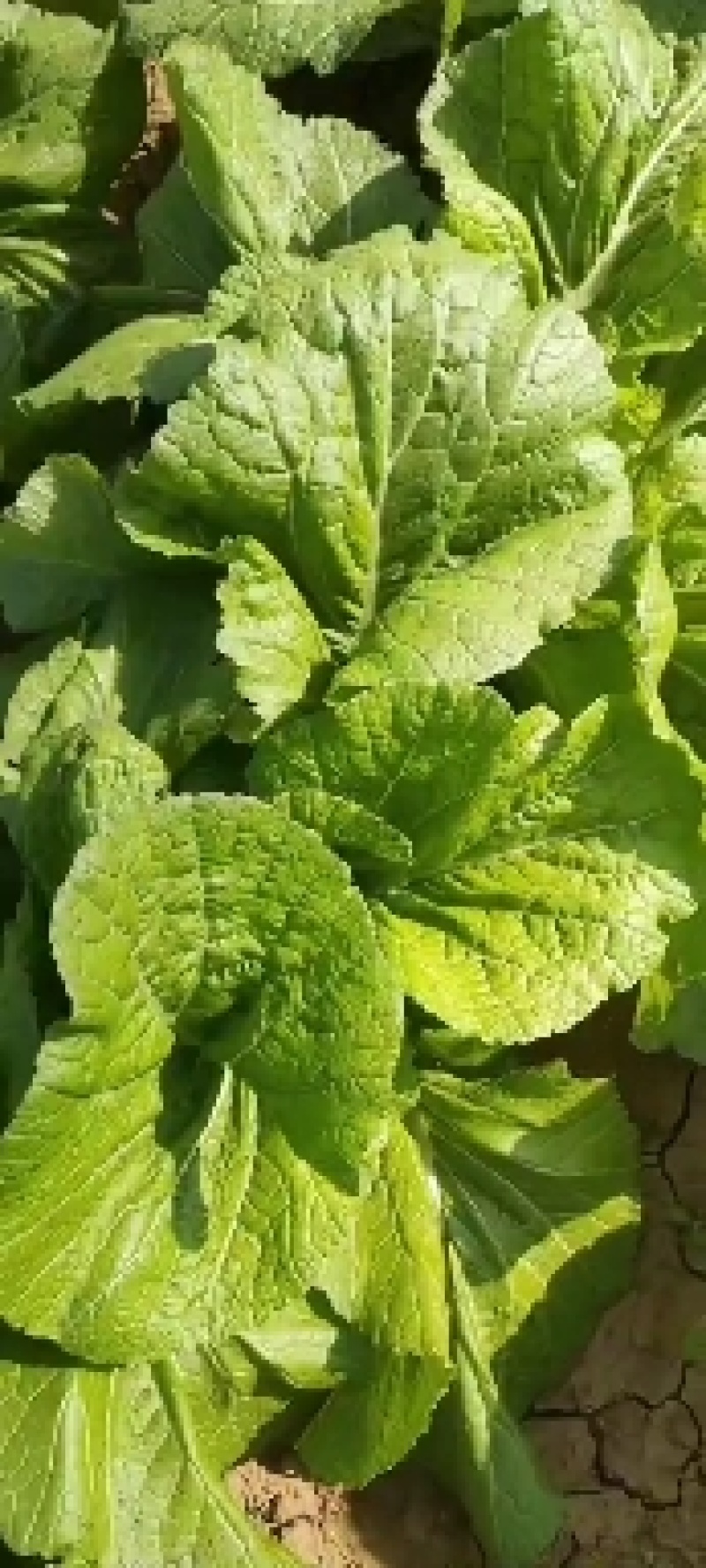 优质油菜四川油菜青菜产地直供货源充足品质优良欢迎选购
