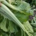 优质油菜四川油菜青菜产地直供货源充足品质优良欢迎选购