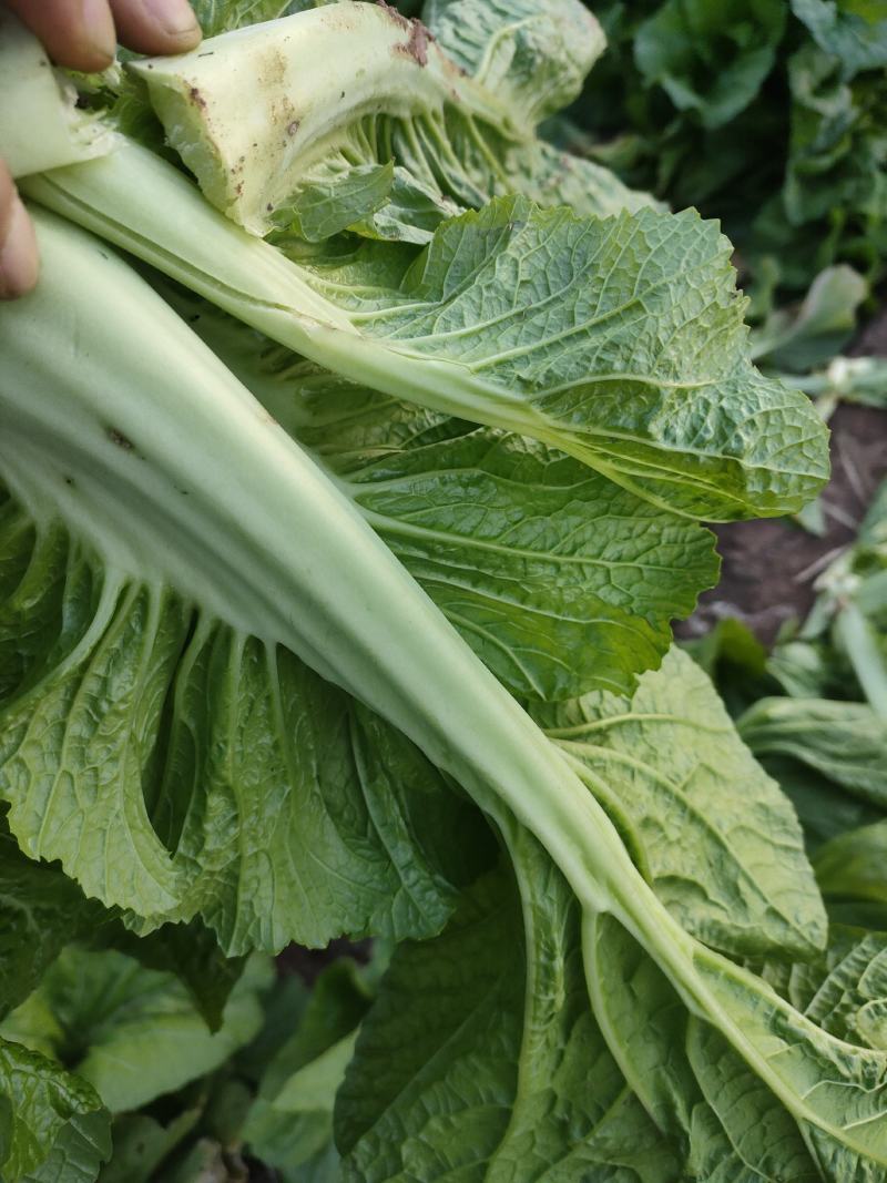 优质油菜四川油菜青菜产地直供货源充足品质优良欢迎选购