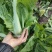优质油菜四川油菜青菜产地直供货源充足品质优良欢迎选购