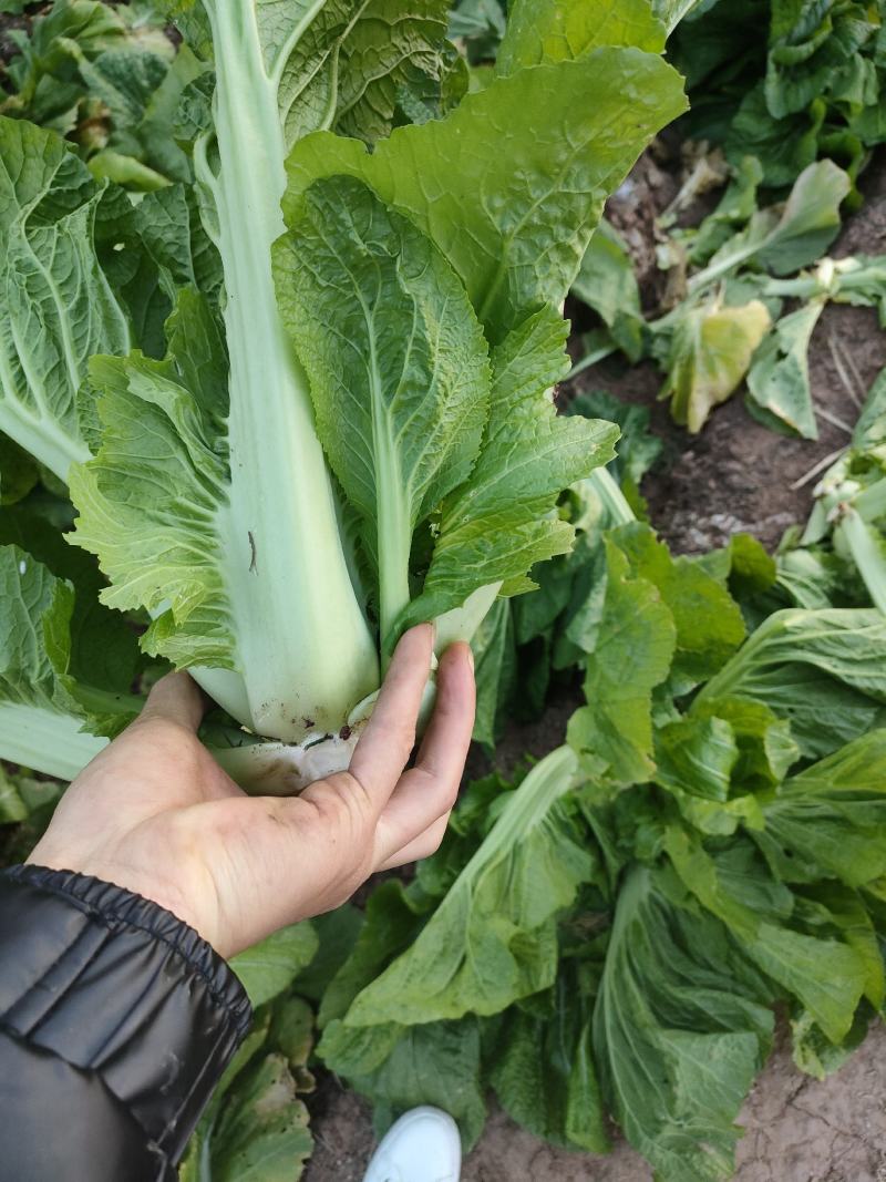 优质油菜四川油菜青菜产地直供货源充足品质优良欢迎选购