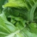 优质油菜四川油菜青菜产地直供货源充足品质优良欢迎选购