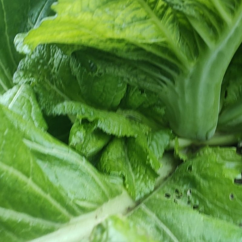 优质油菜四川油菜青菜产地直供货源充足品质优良欢迎选购