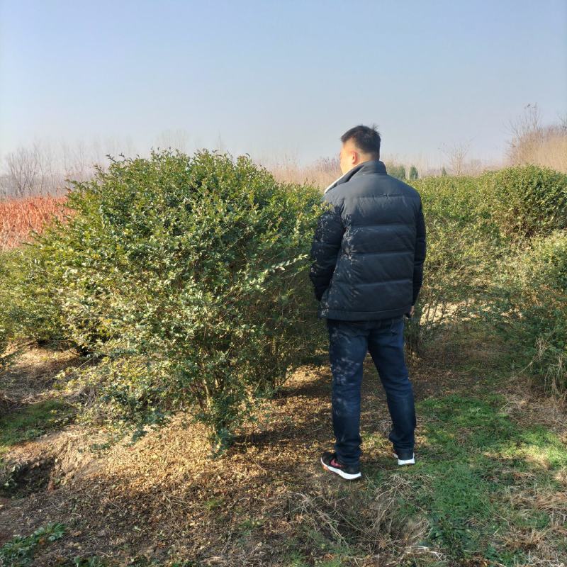 江苏省宿迁市沭阳县苗木基地直发无中间商小叶女贞球量大