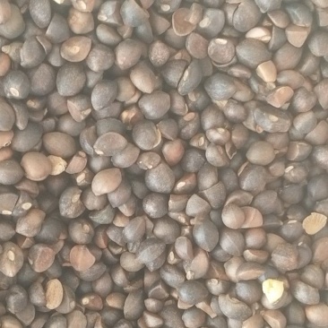 霜降油茶籽干籽