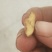 霜降油茶籽干籽