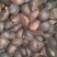 霜降油茶籽干籽