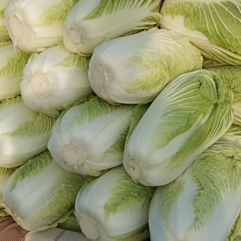 汉中大白菜，义和秋黄心菜，产地直供，大量有货，欢迎各地客