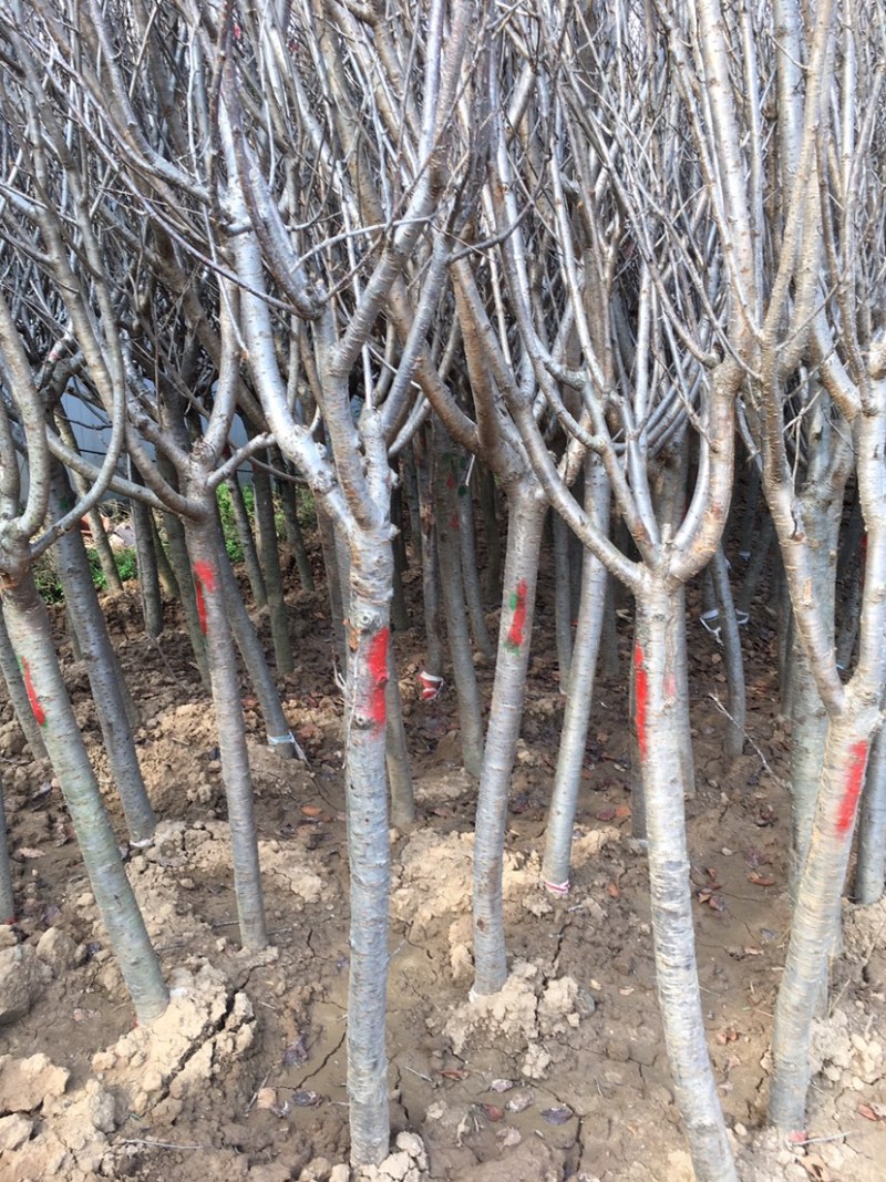销售工程绿化小区绿化苗子6公分樱花