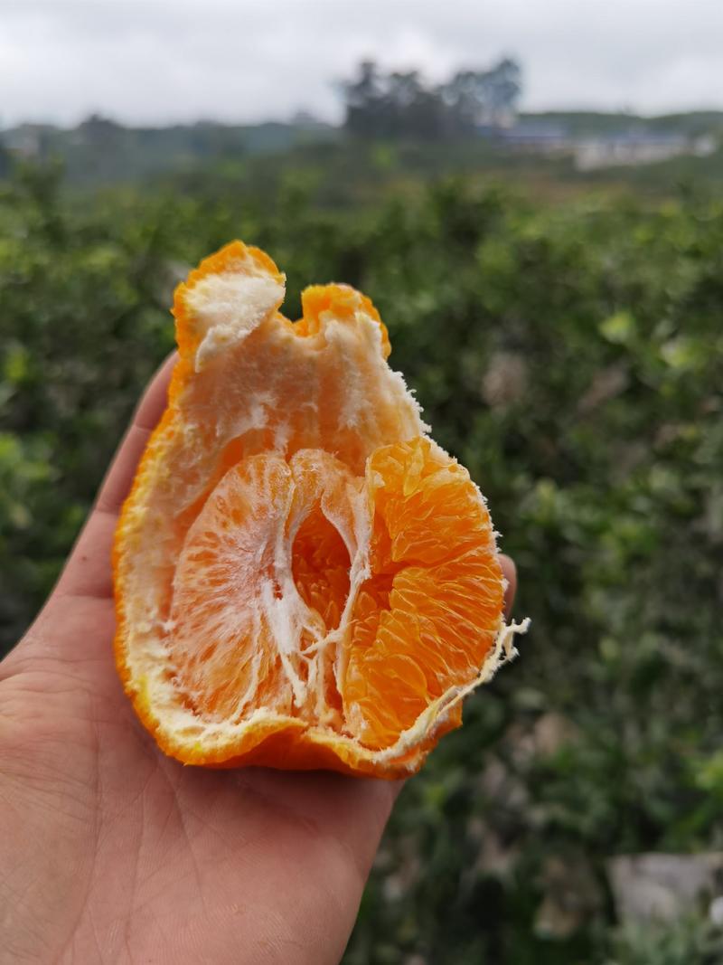 四川眉山不知火丑橘品质货一件代发电商微商直播供货