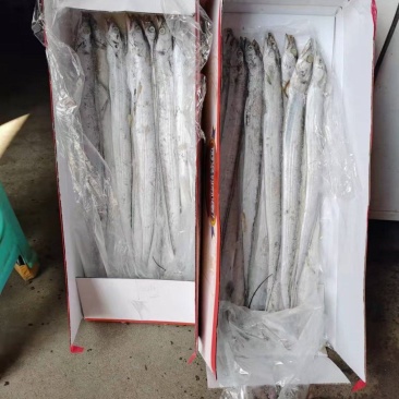 小带鱼小包装经济实惠，适合集市卖货，5斤装的