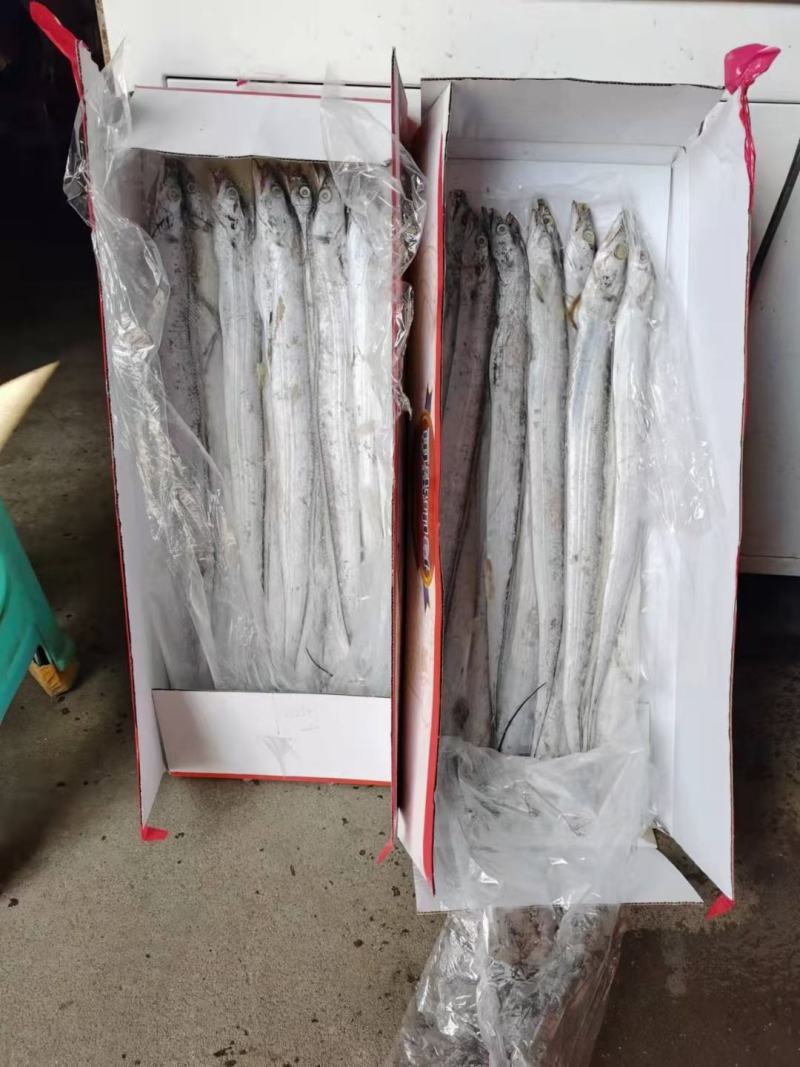小带鱼小包装经济实惠，适合集市卖货，5斤装的