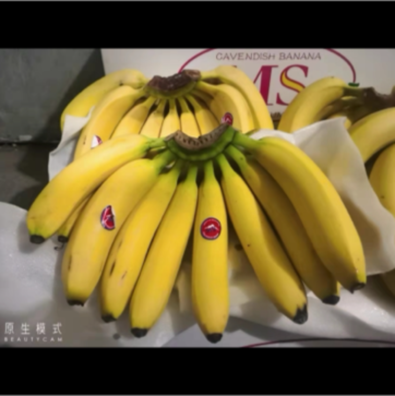 菲律宾进口香蕉🍌大量有货欢迎各位老板咨询