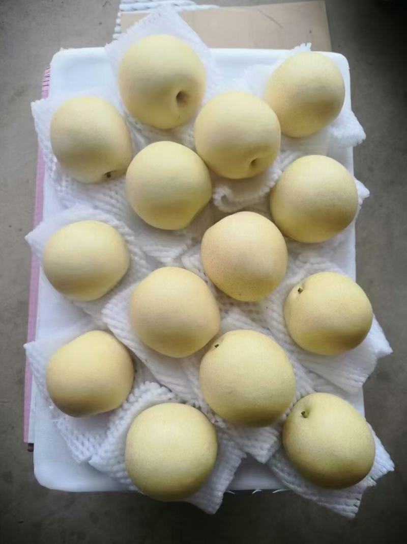 黄皮皇冠梨/河北赵县产地/大量上货/量大从优/欢迎来电