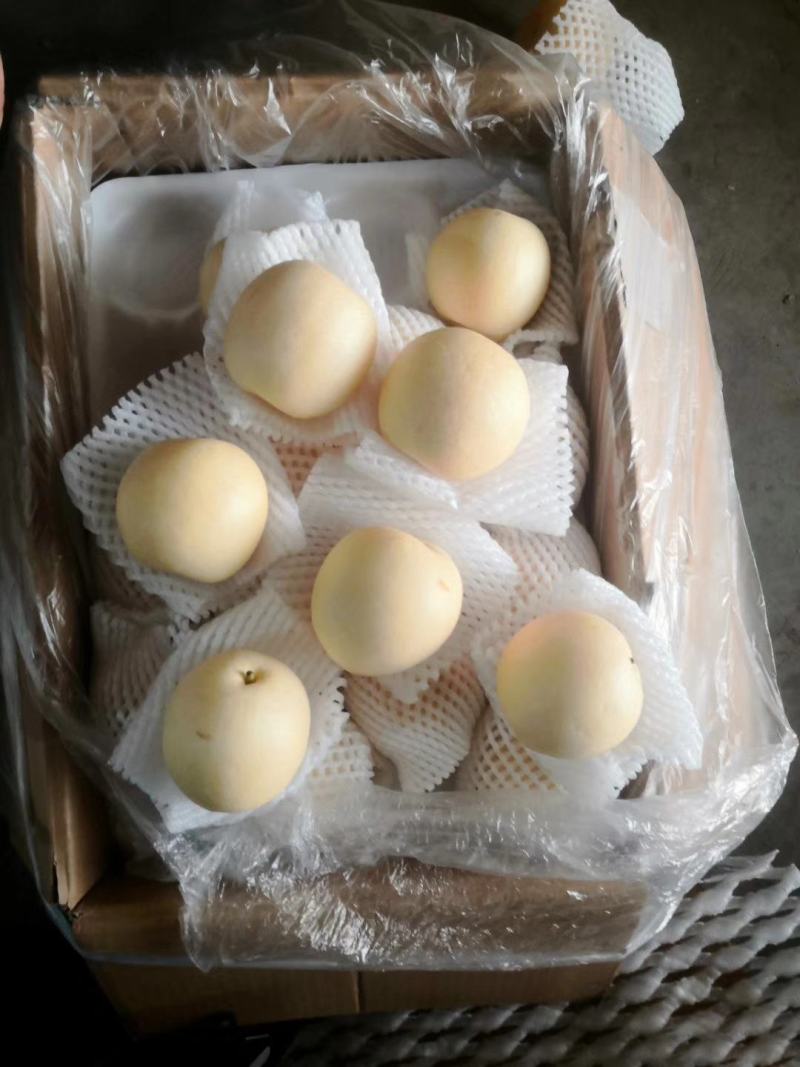 黄皮皇冠梨/河北赵县产地/大量上货/量大从优/欢迎来电