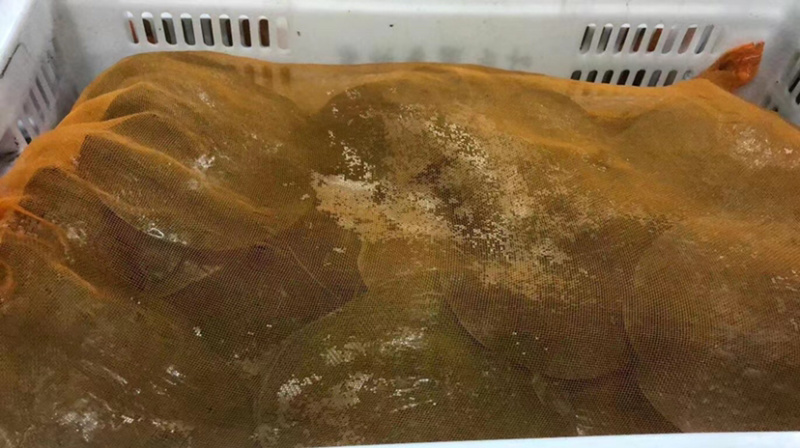 外塘甲鱼，公母都有，全国发货，规格齐全，精品发货